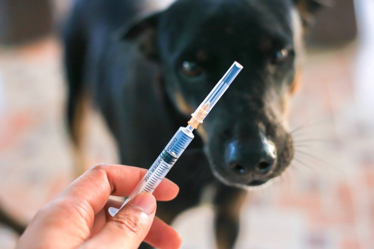 5 Things You Didn't Know About Rabies