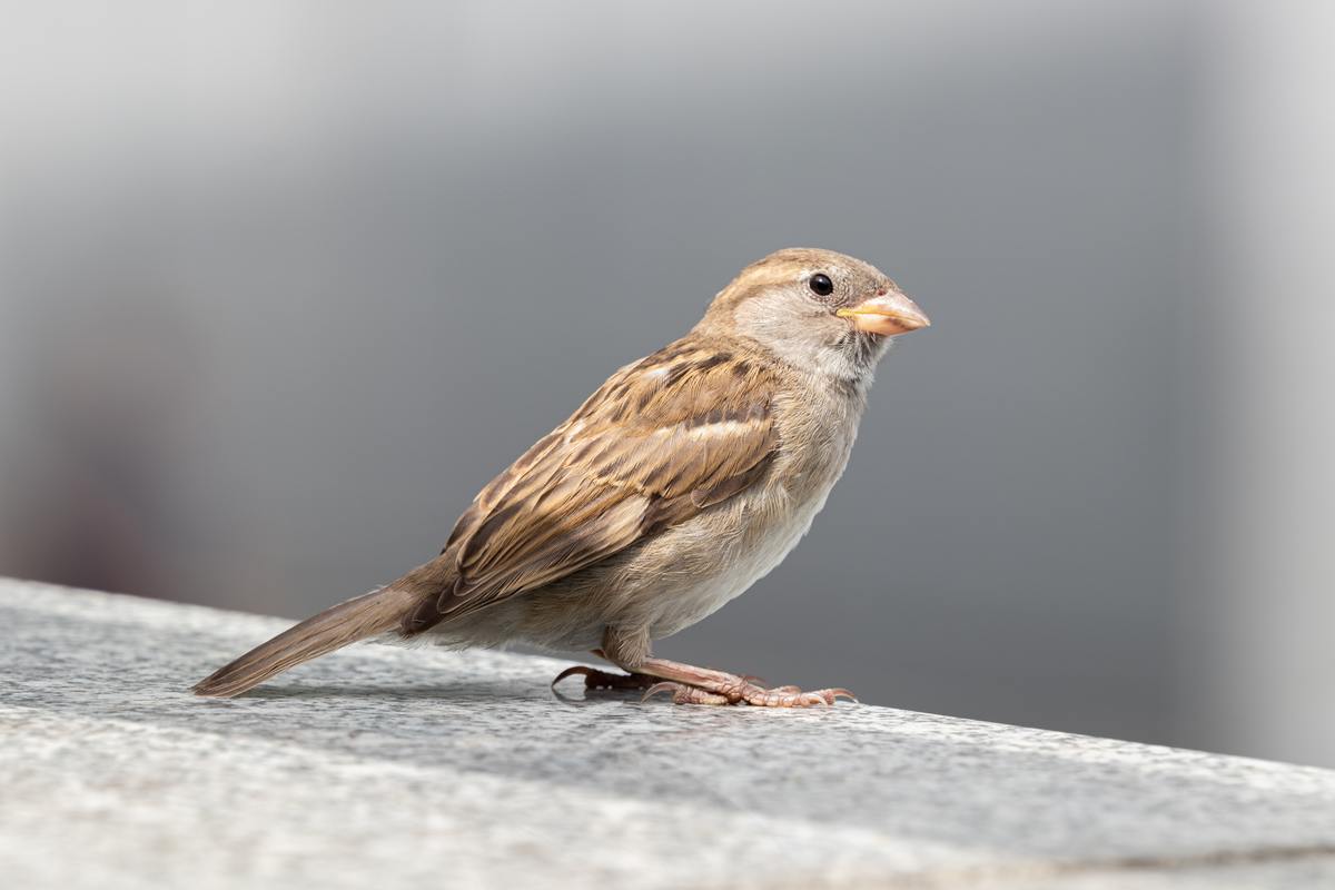 5 Tips for Effective Bird Pest Control