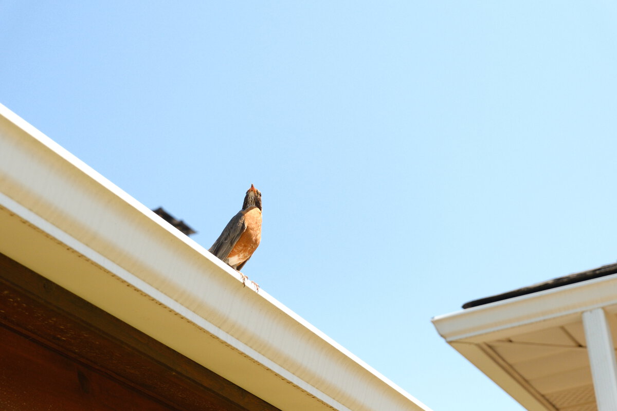 robin on roof