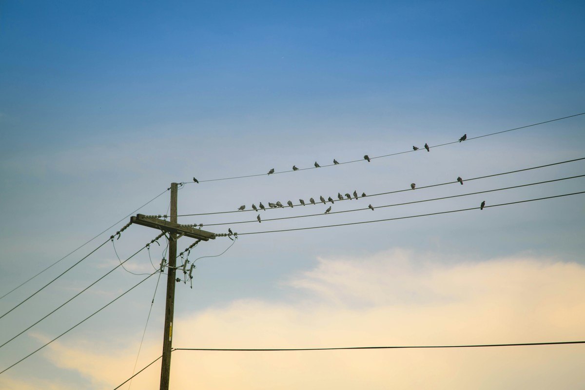 5 Ways Animals Threaten the Power Grid