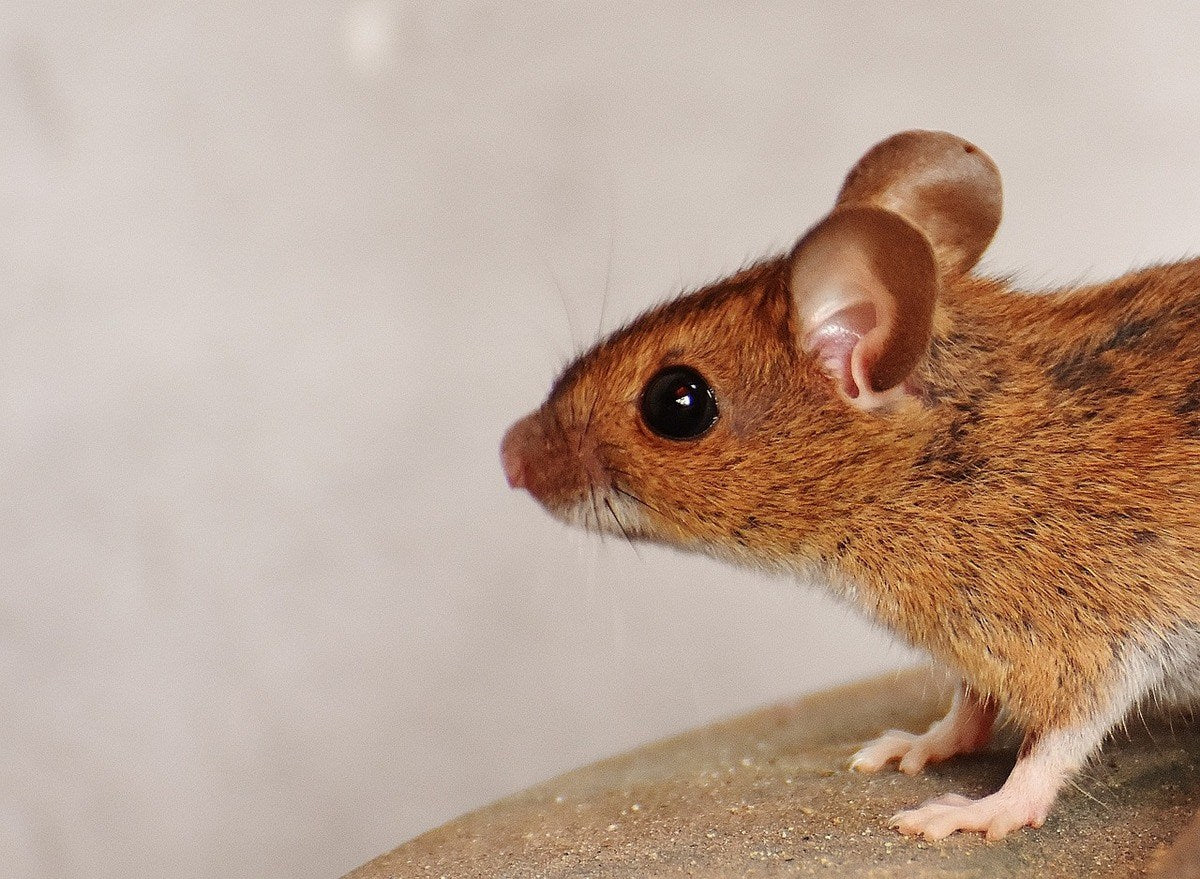 5 Ways Mice Can Damage Your Property
