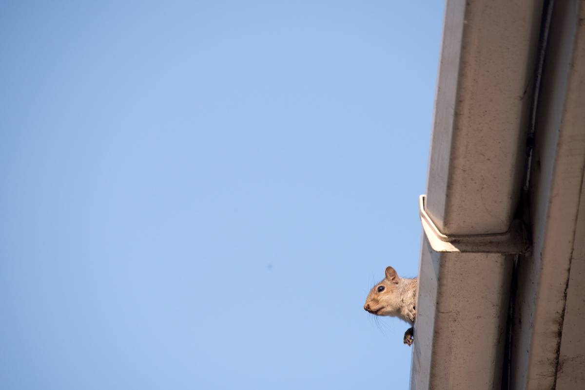 5 Ways Squirrels Can Get Into Your Attic