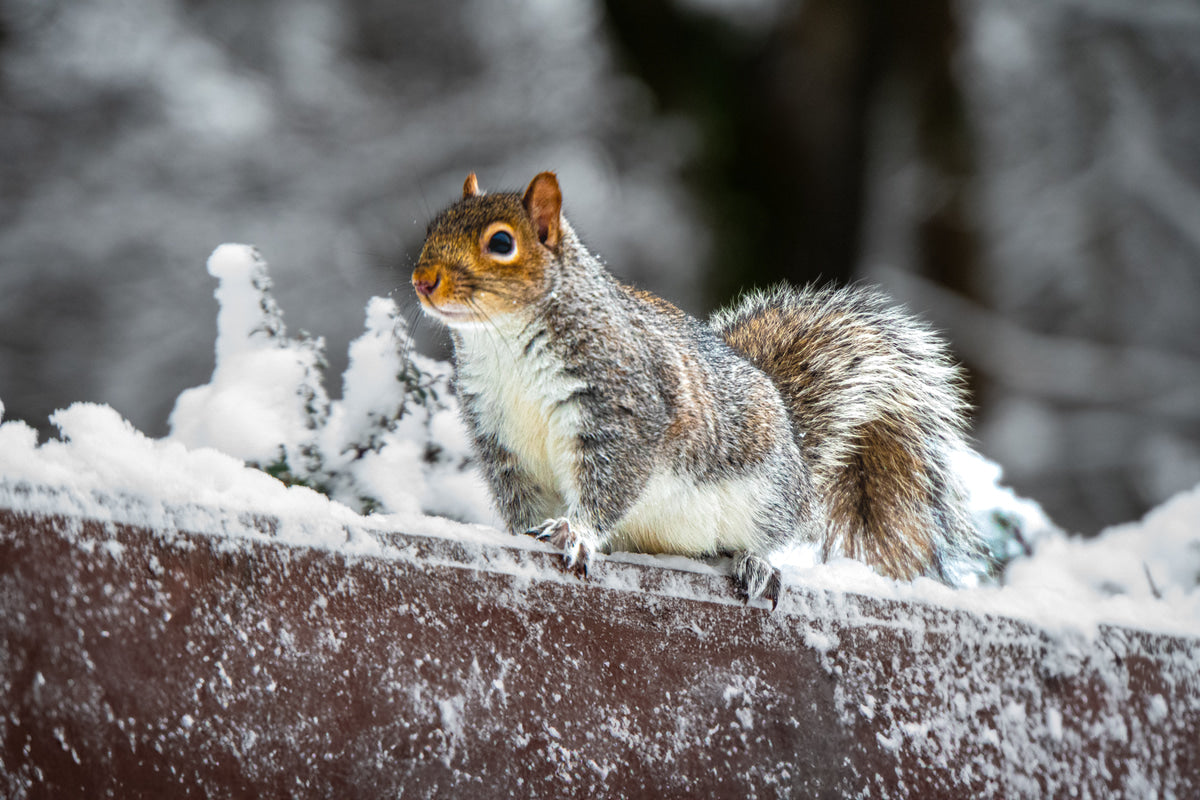 5 Wildlife Diseases That Increase in Winter