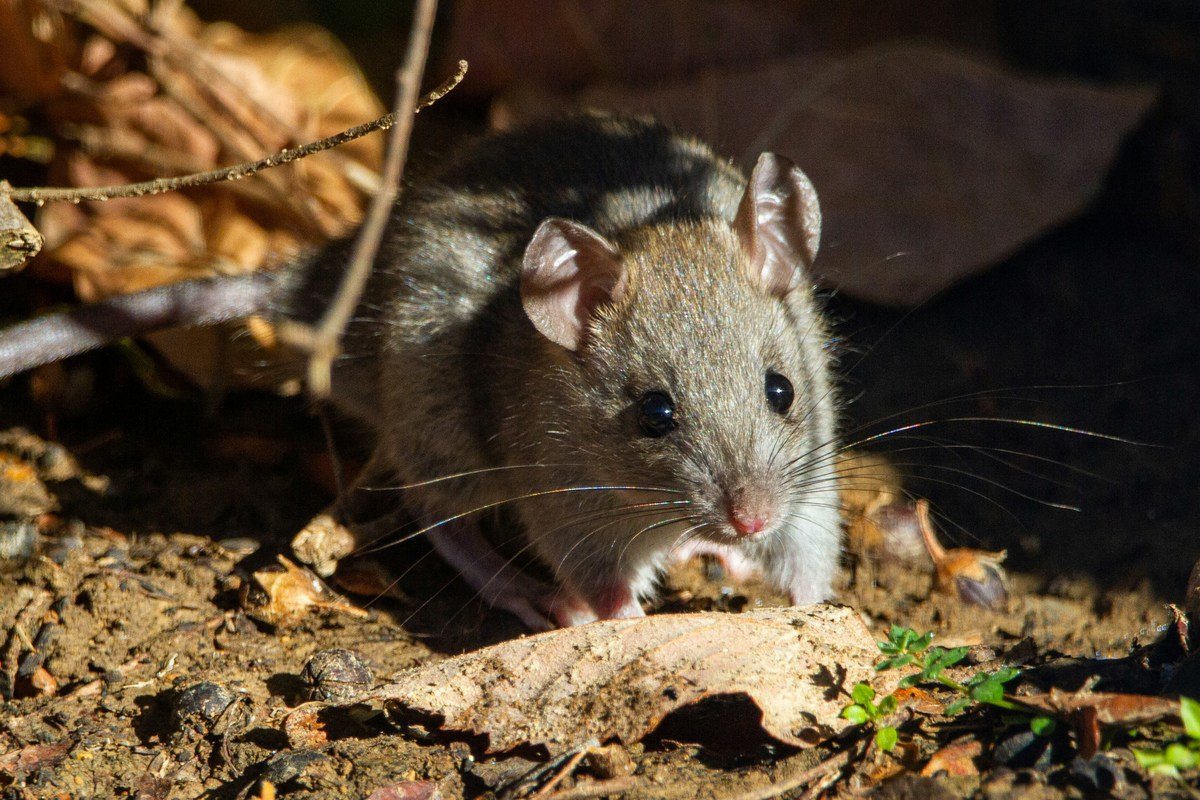 6 Places Rats Hide in Your Home