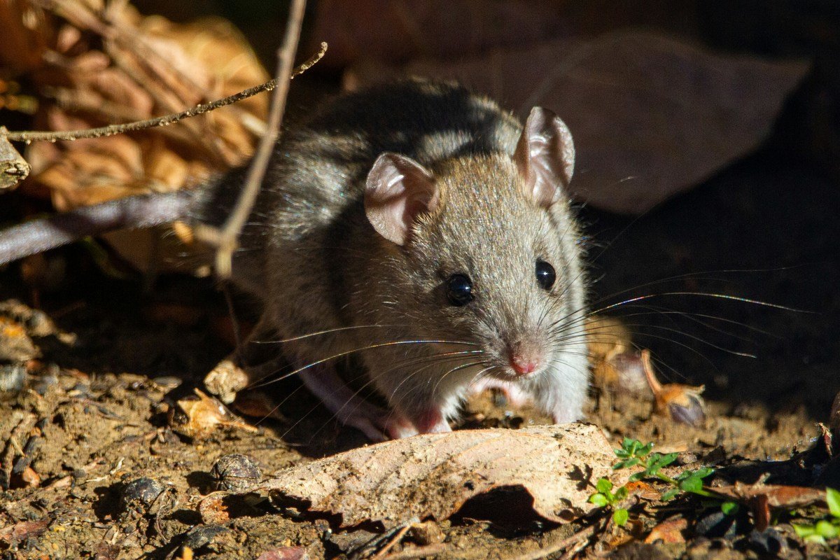 Square D Rats 6 Places Rats Hide in Your Home