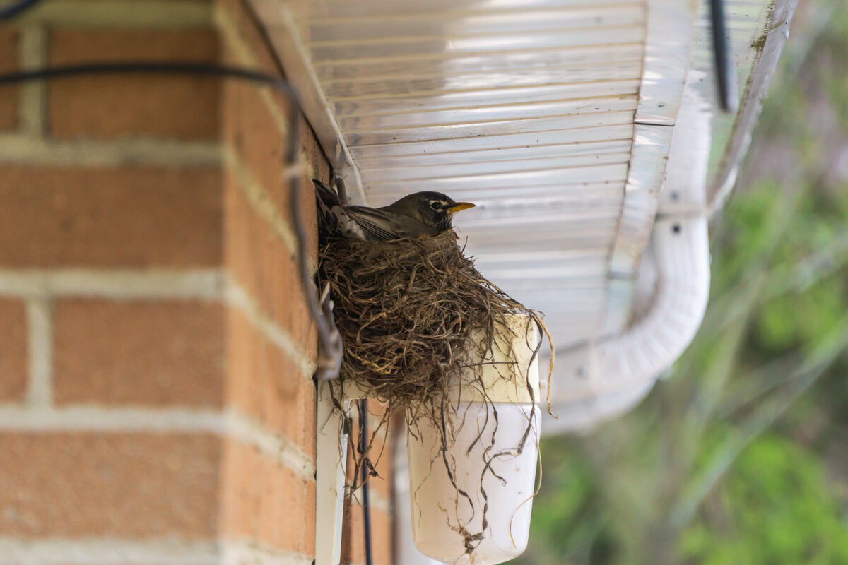 bird nesting on side of house