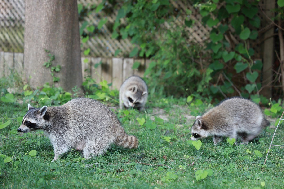7 Signs of a Raccoon Problem in Your Home