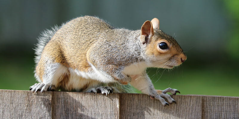 squirrel on fence