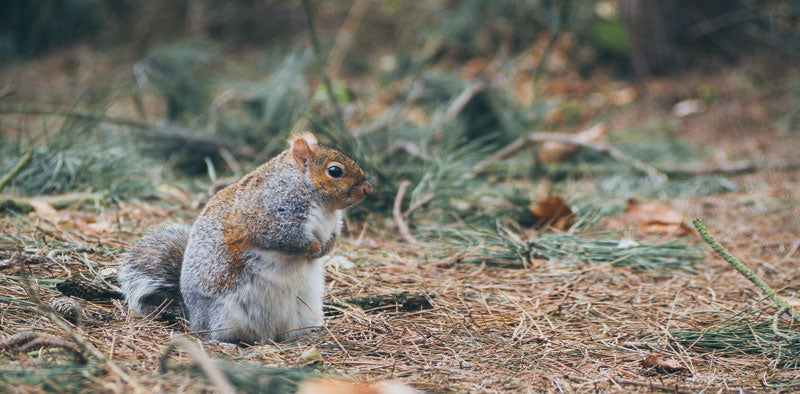 squirrel causing house damage