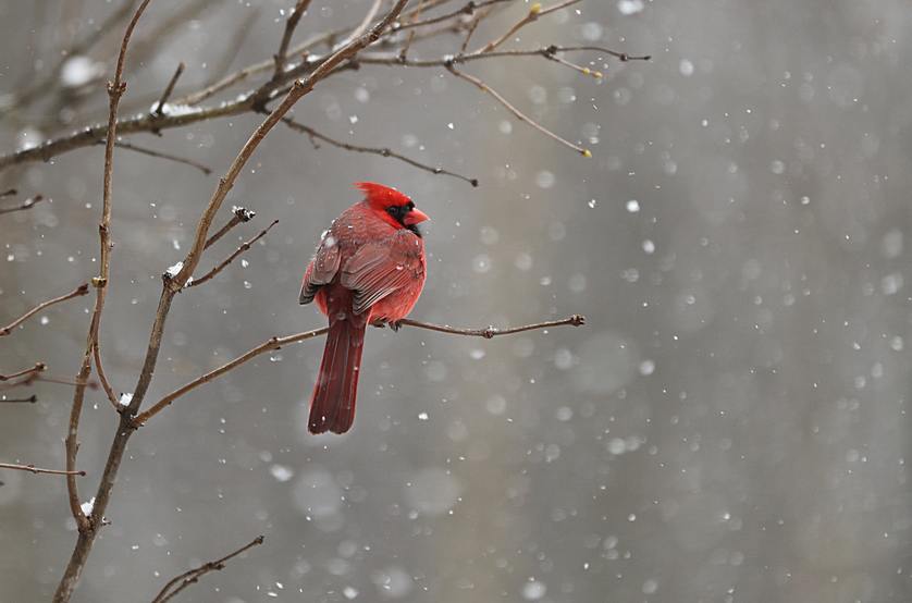 A Brief Guide on How to Protect Your Property from Winter Birds