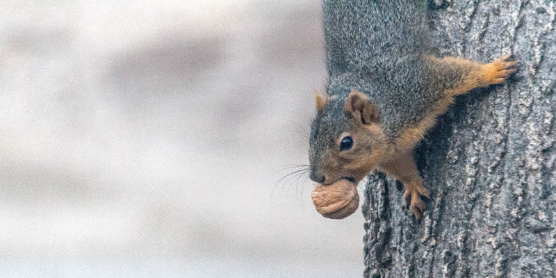 squirrel climbing tree with acorn in mouth