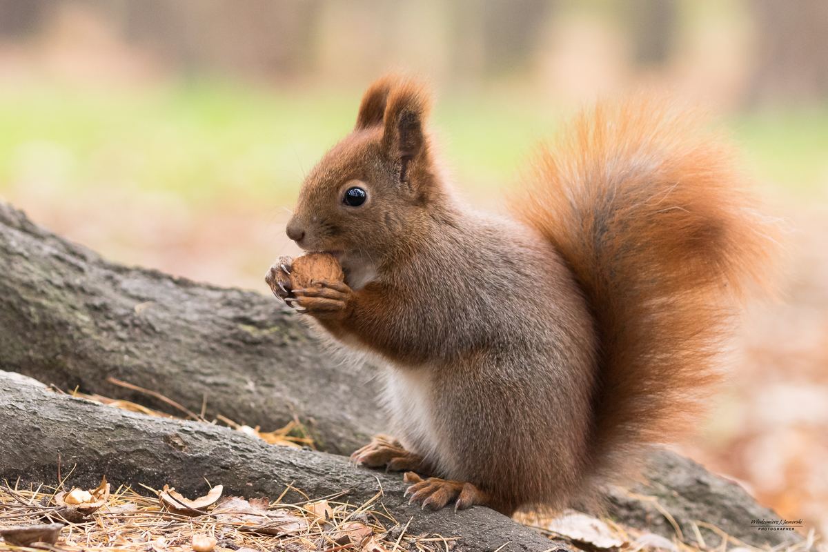 Autumn Nuisance: How Squirrels Contribute to Fall Pest Problems