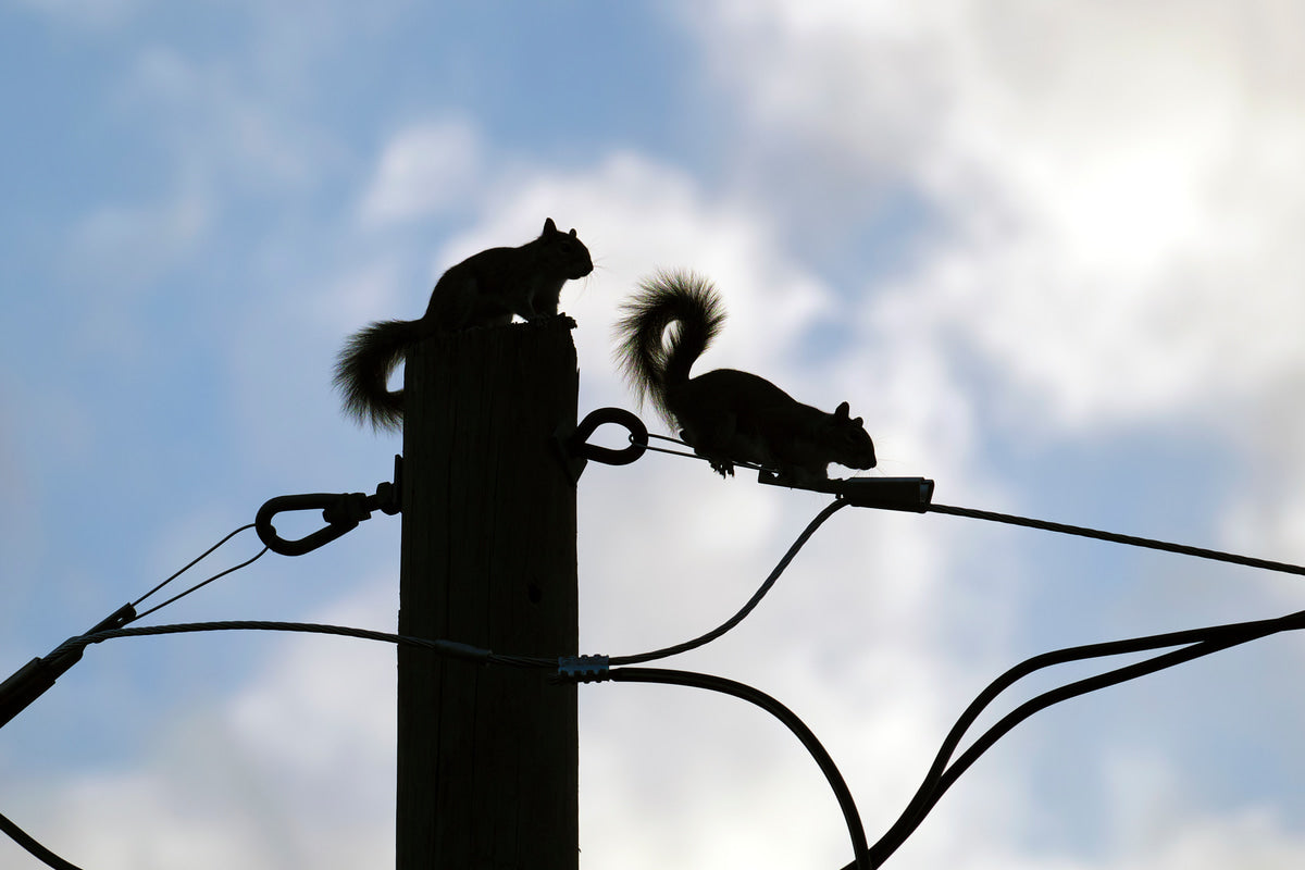Beyond Power Outages: How Wildlife Damage to Power Lines Can Affect Your Insurance