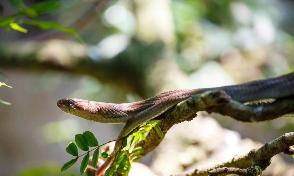snake in tree