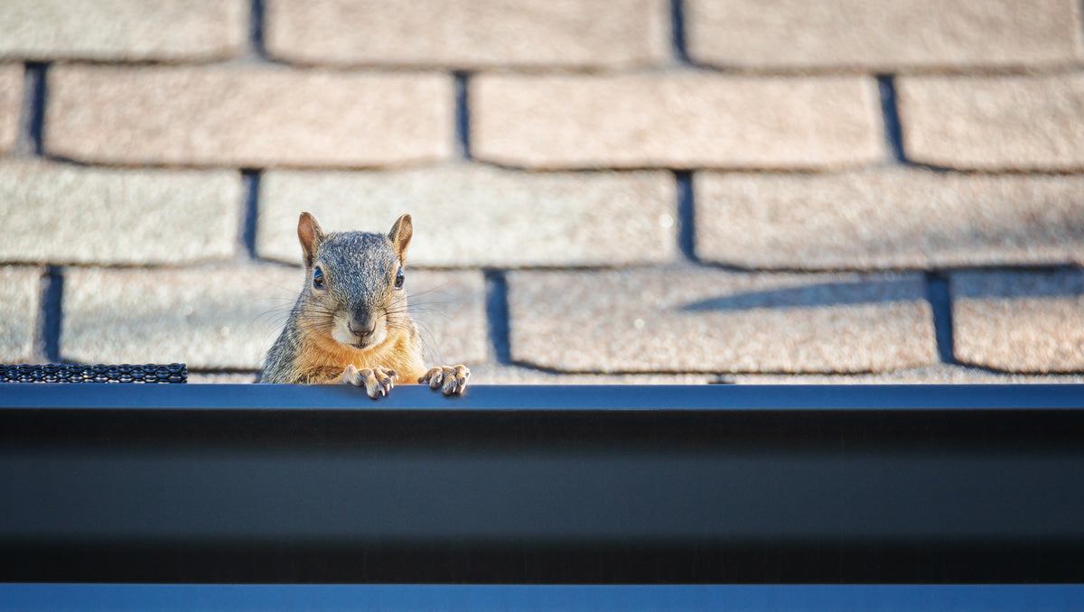 Common Wildlife Found in Gutters and the Damage They Cause