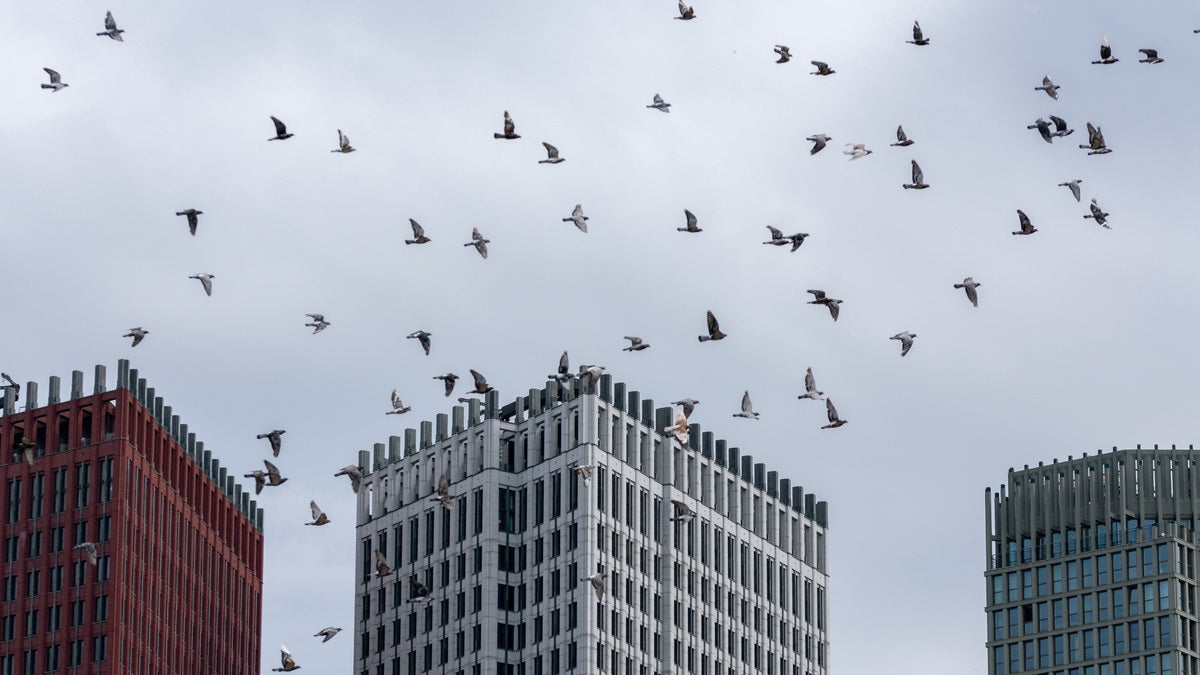 Common Wildlife in Urban vs. Rural Areas