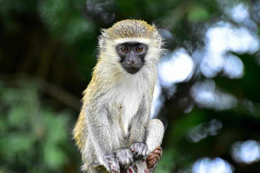 Critter Guard: Protecting Vervet Monkeys from Electrical Equipment