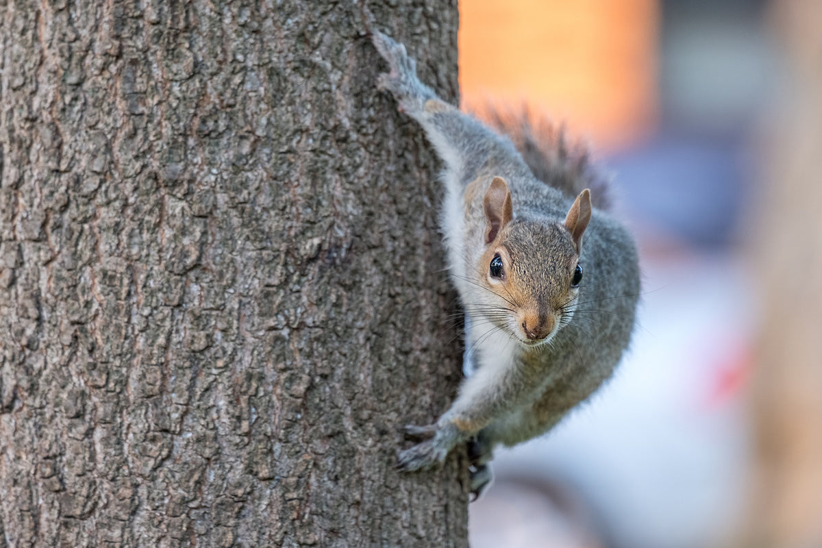 Critters and the Environment: How Wildlife Exclusion Benefits Local Ecosystems