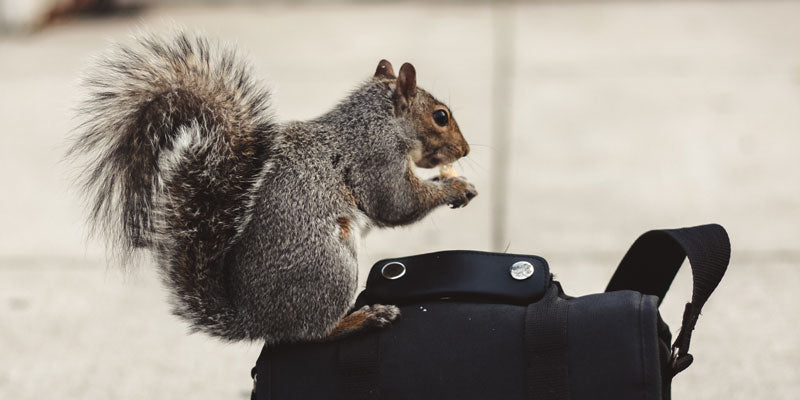 squirrel perched on camera bag
