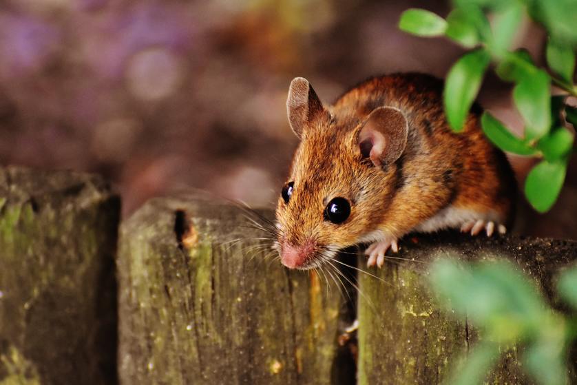 mouse climbing on fence