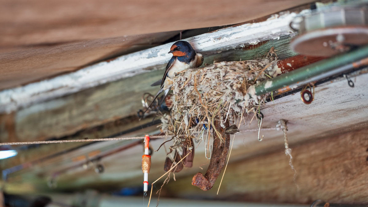 bird nest in attic