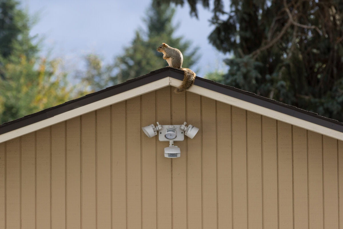 squirrel on top of building