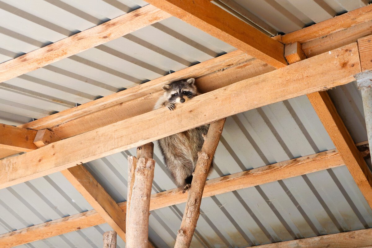 From Wild to Familiar: The Consequences of Wildlife Habituation