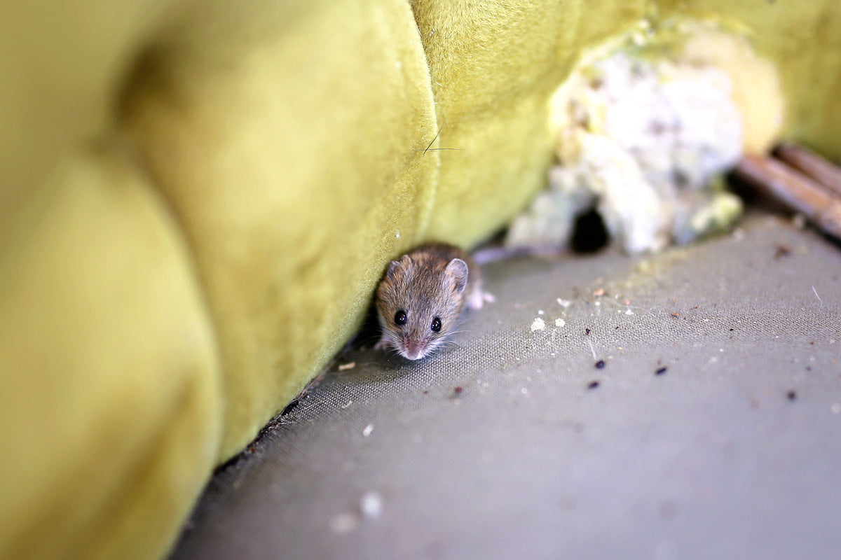 Hantavirus - What Homeowners Need to Know