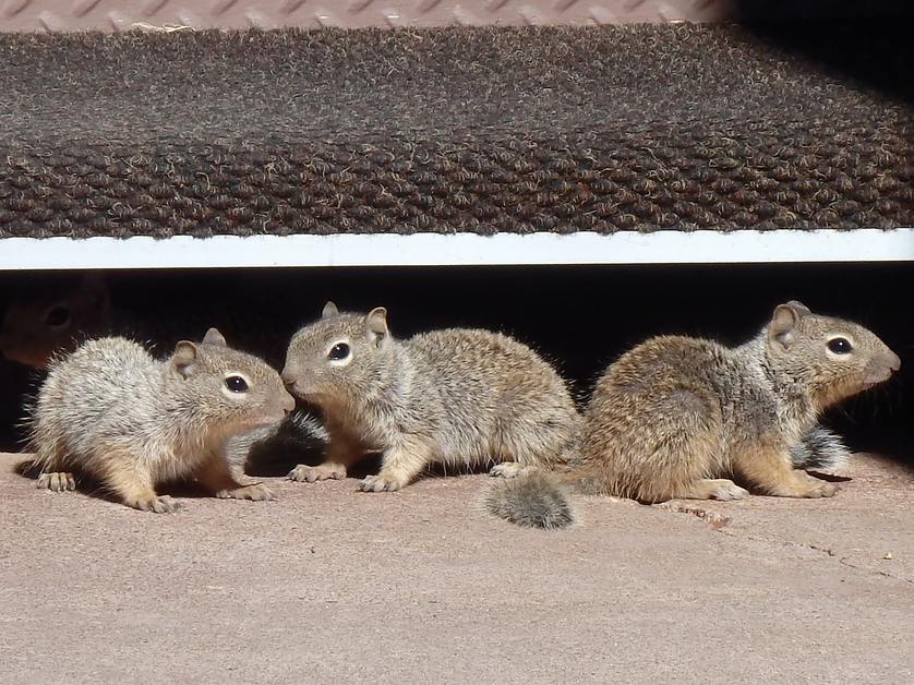 How Critter Guard Can Help Keep Squirrels at Bay