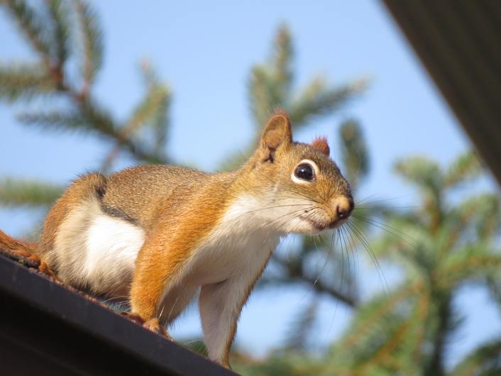 squirrel gaining roof access