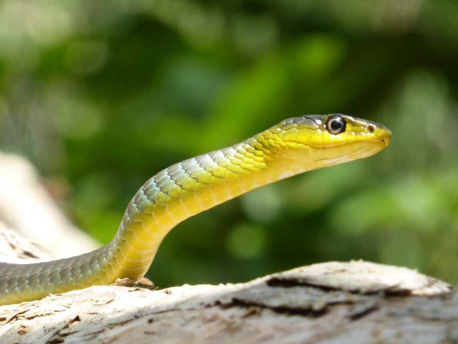 Snake Control Power How Do Snakes Cause Power Outages?