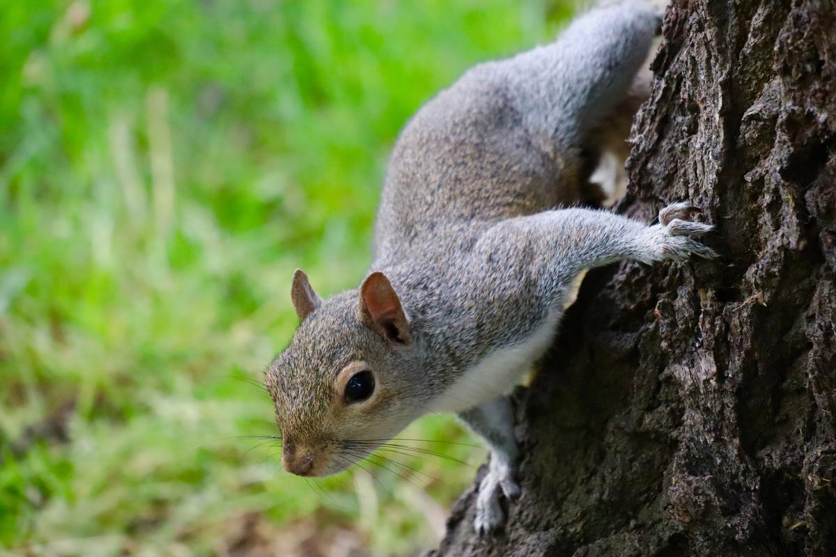 How Do Squirrels Cause Power Outages?