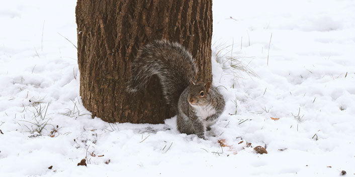 squirrel on snowy ground next to tree trunk