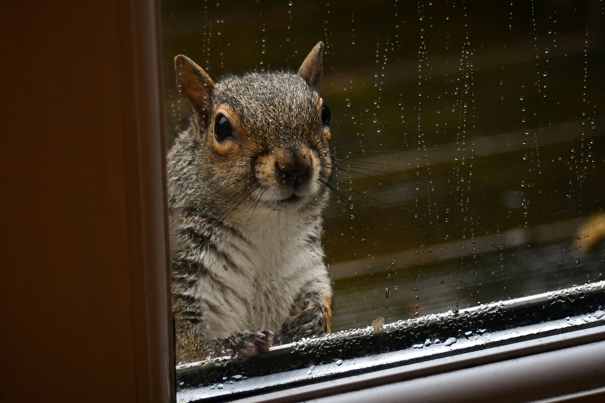 How Storms Affect Animal Behavior