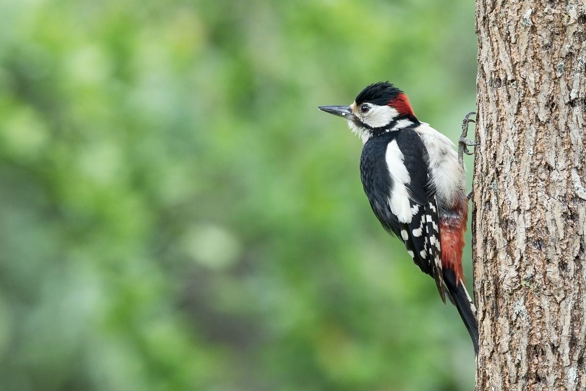 How to Deal with Federally Protected Nuisance Birds