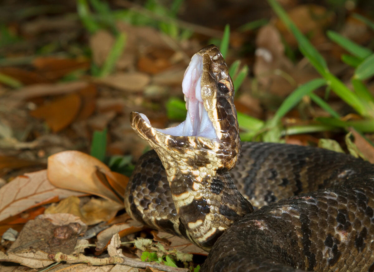 cottonmouth snake in yard
