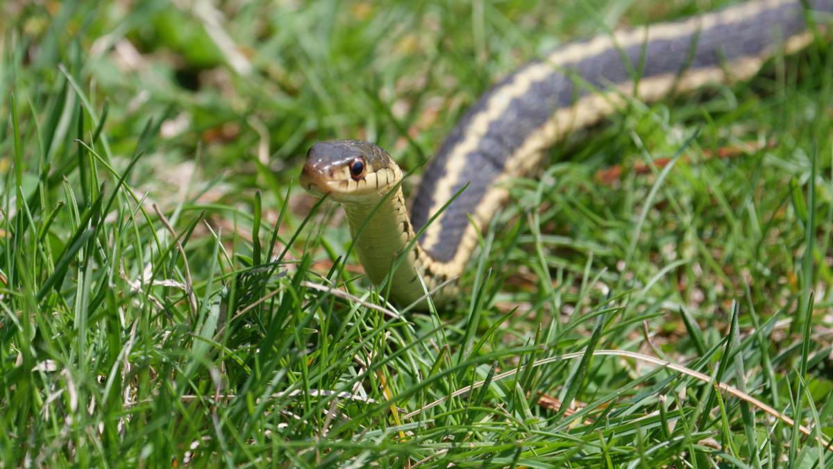 How to Keep Snakes Out and Away from Your Property