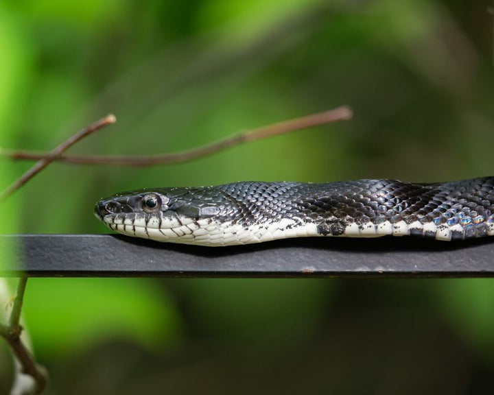 How to Keep Your Attic Snake Free