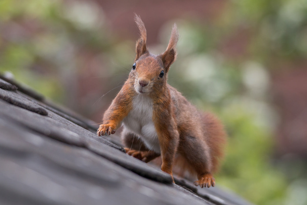 How Your Neighbor’s Pest Problem Can Become Yours
