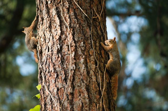 squirrels climbing unprotected tree to access roof of home