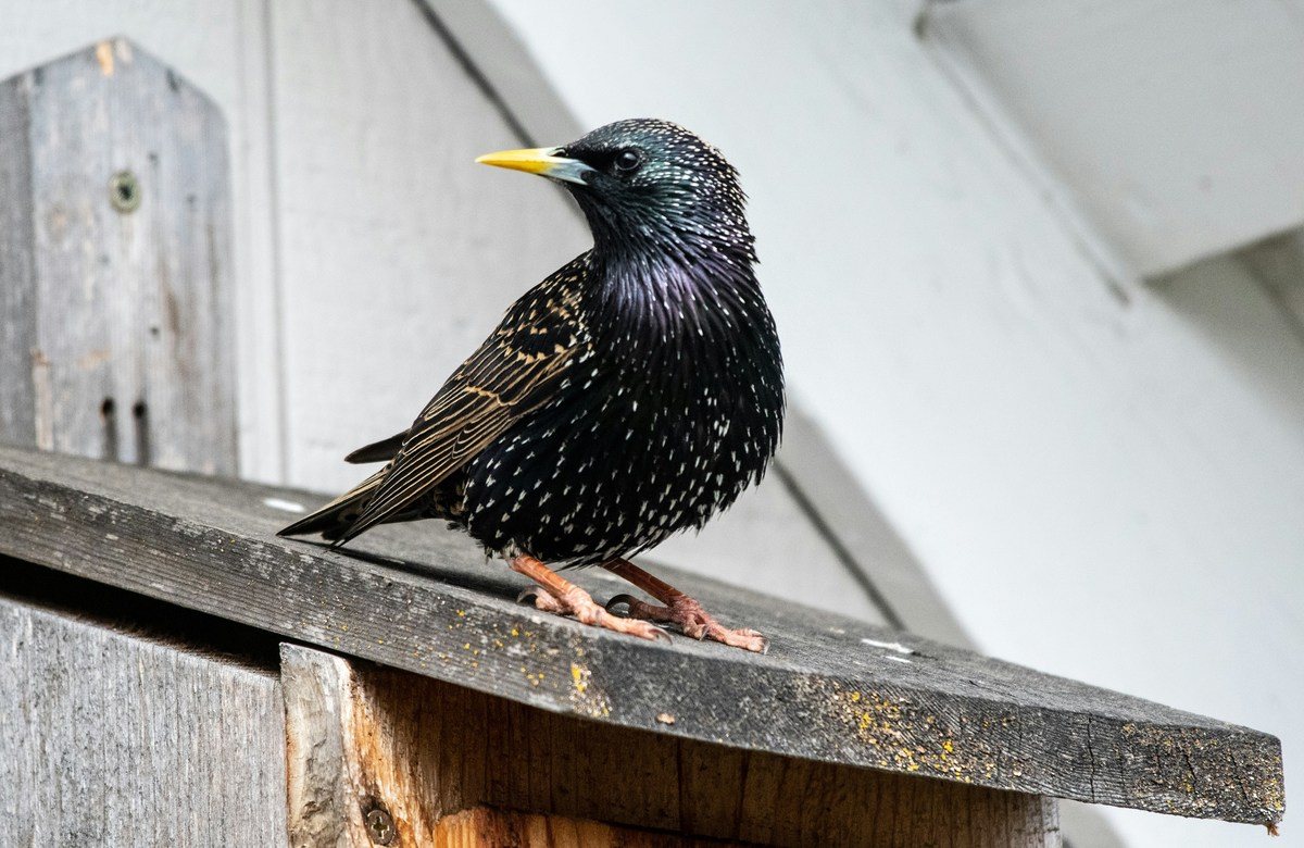 Keep These 5 Aggressive Birds Off of Your Property