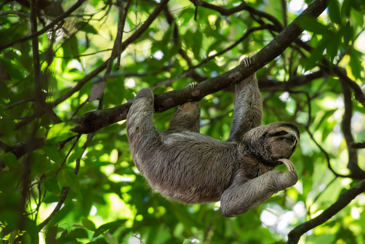 sloth hanging in tree