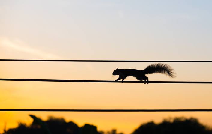 squirrel running across power line in Missouri