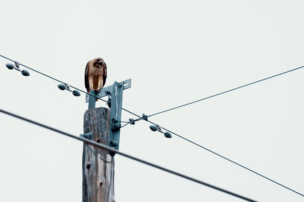 Prevent Birds of Prey from Interfering with Your Business