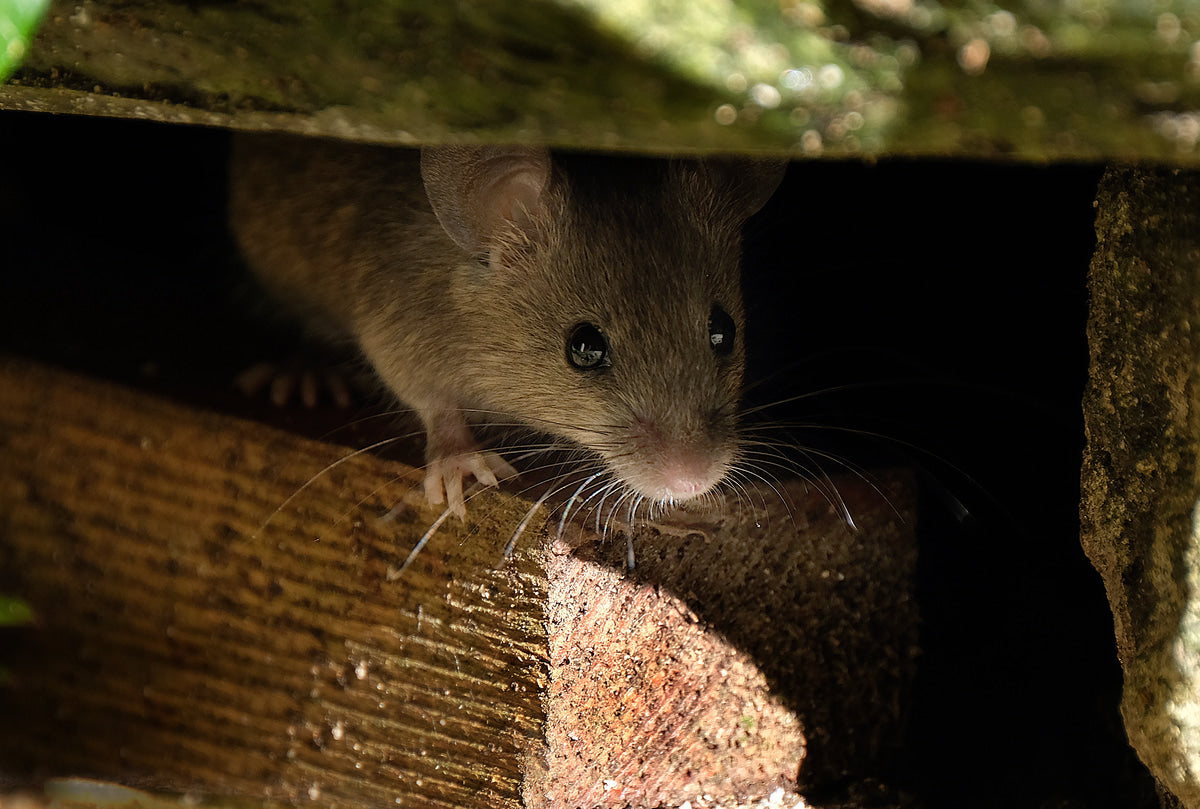 Prevent Mice from Nesting in Your Warehouse
