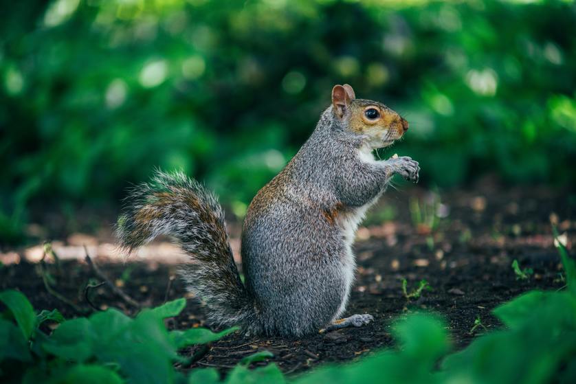 Prevent These Common Summer Pests from Invading Your Home
