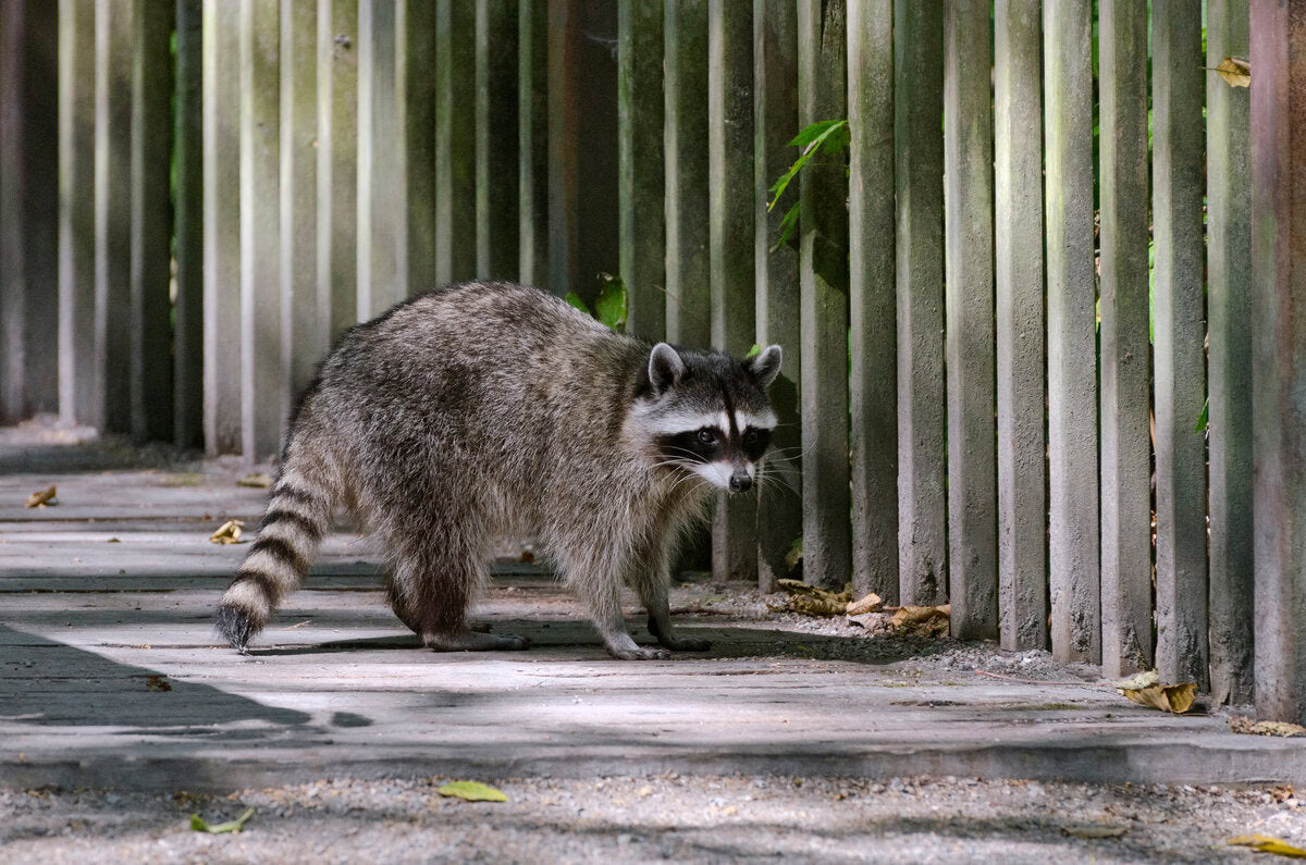 raccoon with distemper