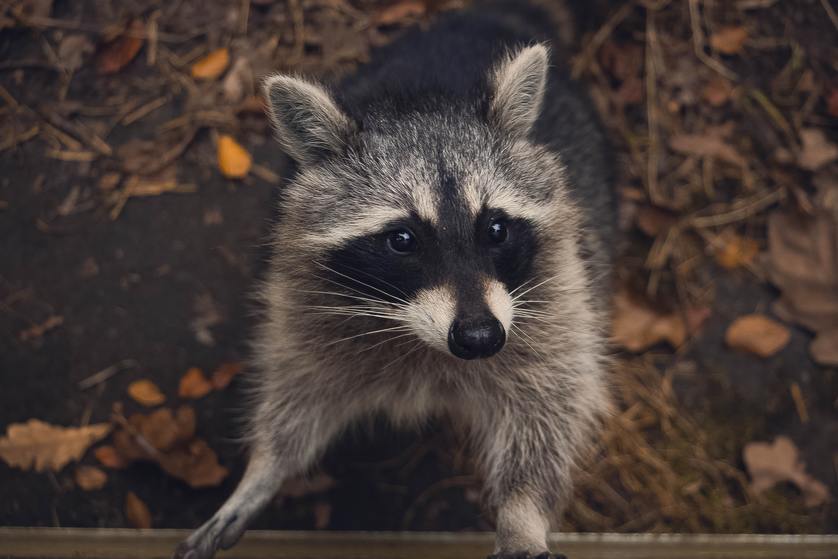 Protect Your Home and Power from Raccoons with Critter Guard