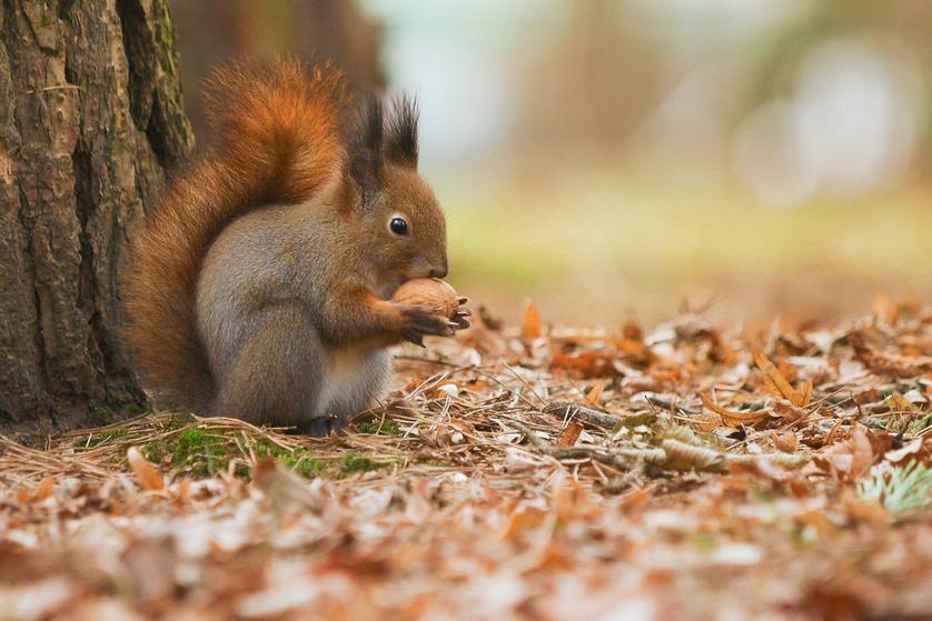 Protect Your Home from Active Autumn Critters