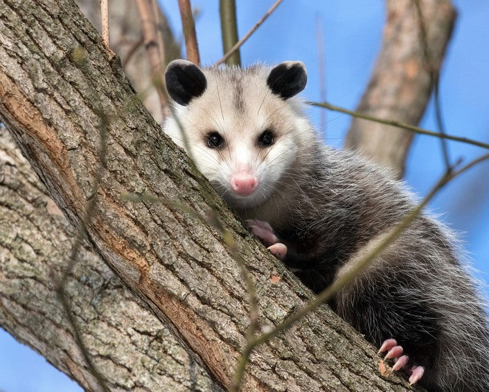 possum in tree